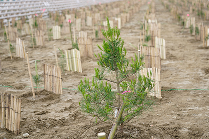 『ブルー＆グリーンプロジェクト』活動への参加